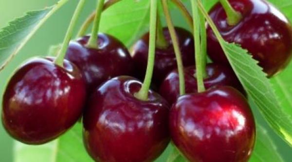 Cireșe din Turcia, infestate cu pesticide