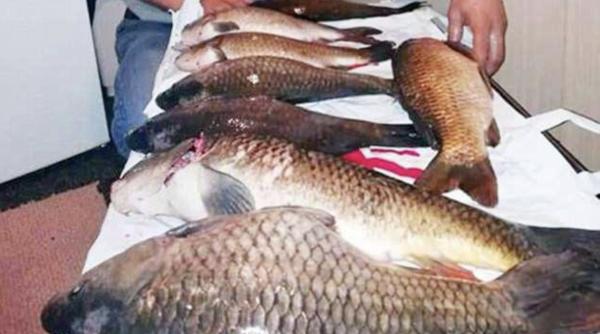 The Sun: Românii fură crapi și se laudă pe Facebook cu ei înainte de a-i mânca
