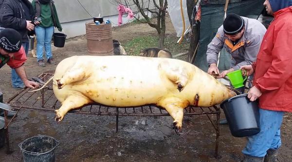 Spania: O familie de români a vrut să taie porcul. Povestea, fabuloasă