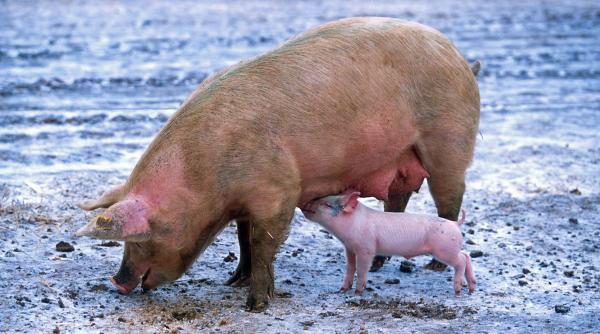 Pestă porcină. MAE, anunț dacă sunteți în Bulgaria