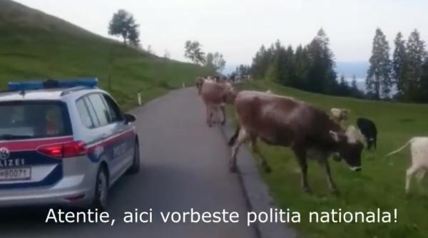 Poliția austriacă, fază incredibilă cu vacile: Vă rugăm să eliberați strada. VIDEO