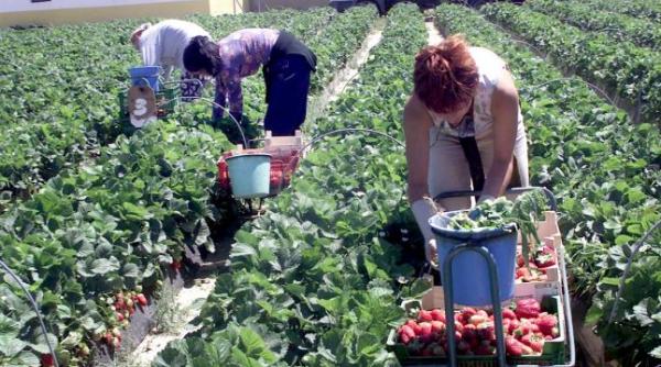 ANOFM: Aproape 1.000 de căpșunari doriți în Spania