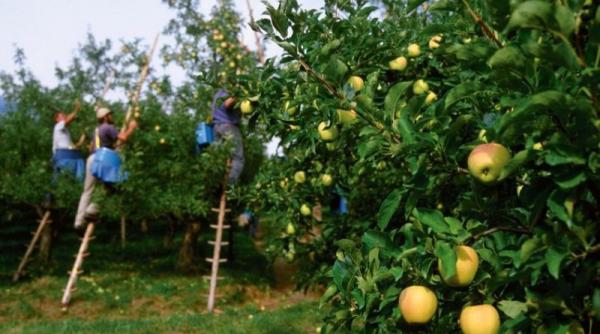 Italia: Român arestat. Se angajase la cules de mere