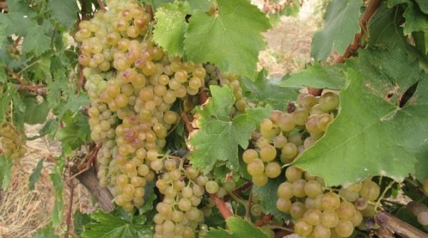 Colaborare între La Rioja și Buzău, în domeniile agricultură și turism