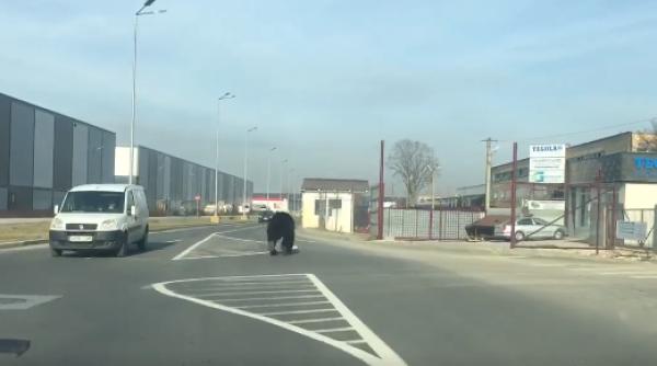 Avertizare RO-ALERT: Urs LIBER pe străzile din Brașov. VIDEO 