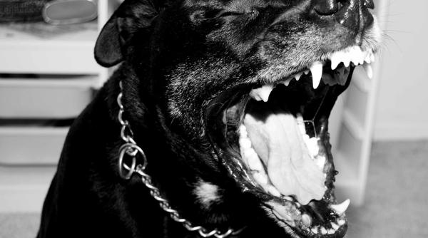 Italia. O ROMÂNCĂ ademenea bărbați după care punea PITBULII pe ei