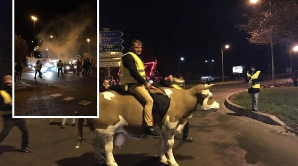 Franța. Șofer ROMÂN atacat de „vestele galbene” călare pe vaci