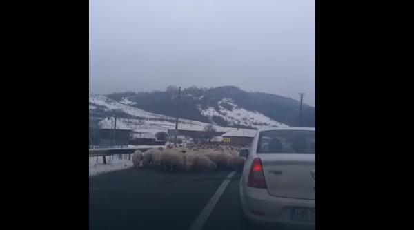 TRAFIC BLOCAT de o turmă de oi. Mioarele LINGEAU SAREA de pe asfalt (VIDEO)