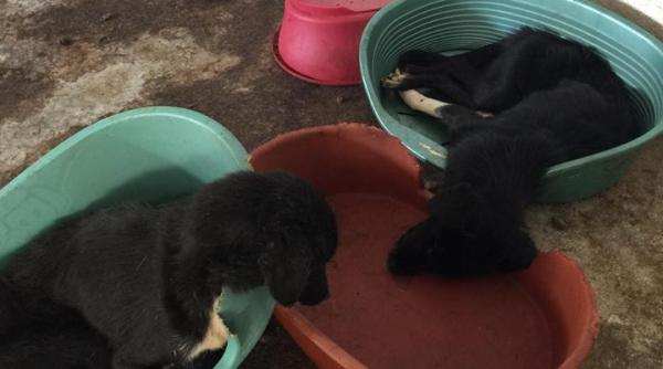 Marea Britanie. ROMÂN căutat după ce ar fi lăsat numeroși CÂINI să MOARĂ de FOAME