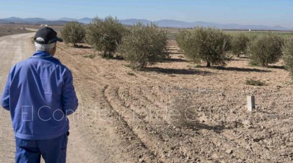 Spania. Un ROMÂN i-a TĂIAT GÂTUL unui spaniol și l-a ABANDONAT într-o livadă de măslini