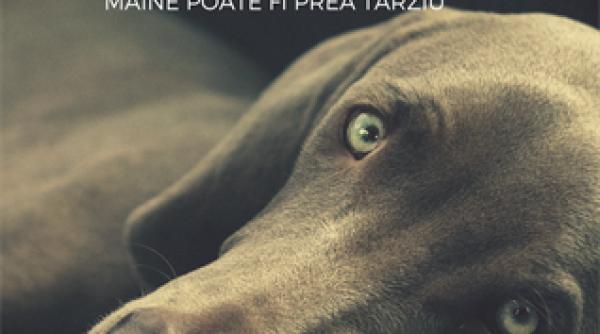 Un proiect veterinar UNICAT lângă București. Tratament GRATUIT pentru câinii și pisicile fără stâpâni sau cei cu familii nevoiașe