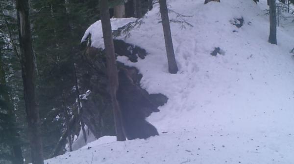 VIDEO. Urs, surprins în timp ce se scarpină de un copac într-o pădure din Caraș-Severin