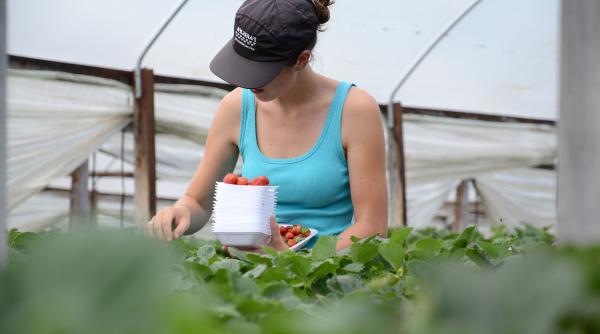 The Guardian: Românii nu mai ACCEPTĂ munca în agricultură în Marea Britanie: Culturile vor PUTREZI