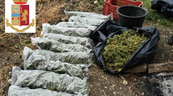 Italia. ROMÂNI prinși cu SACII de MARIJUANA în spate