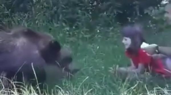 INCONȘTIENȚĂ suprinsă în imagini. O fetiţă hrăneşte un urs din mână pe Transfăgărăşan (VIDEO)