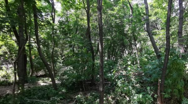 Austria. CRIMĂ în PARC. Un bărbat care susține că este ROMÂN, ARESTAT