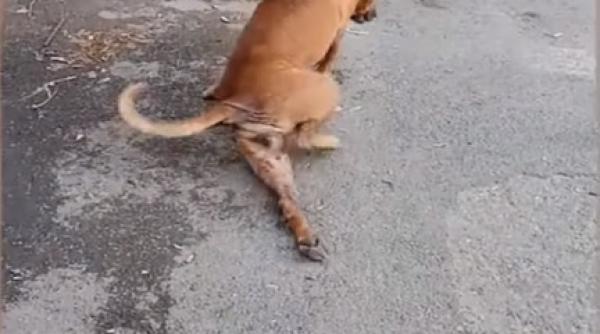 Imagini INCREDIBILE. Un câine se preface RĂNIT pentru a primi mâncare 