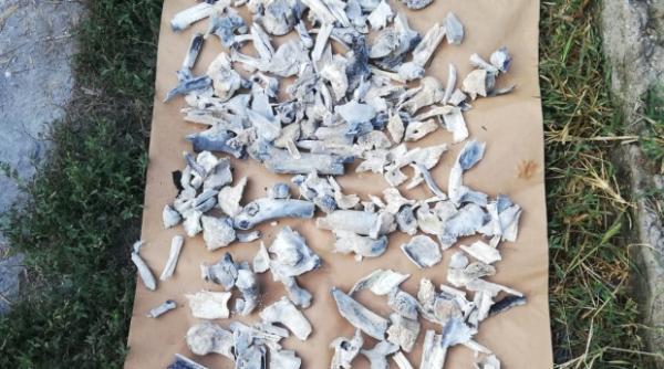 Raport FINAL pe oasele din butoiul lui Dincă. DIICOT, anunț de ULTIMĂ ORĂ