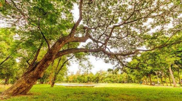 Turiștii din SUA și Asia, cei mai numeroși 