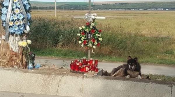 Hachiko de România: Un câine stă lângă crucea unui tânăr mort într-un accident rutier de două săptămâni