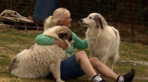 Asociația Veterinară Britanică, în ALERTĂ: ROMÂNIA - sursa unor BOLI care amenință Marea Britanie