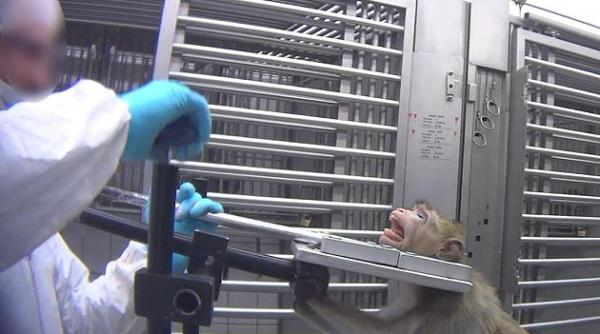 REVOLTĂ în Germania. Un laborator care face EXPERIMENTE pe animale a fost deconspirat