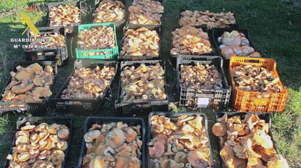 Spania. 9 români au muncit DEGEBA: polițiștii le-au CONFISCAT 390 de kilograme de ciuperci