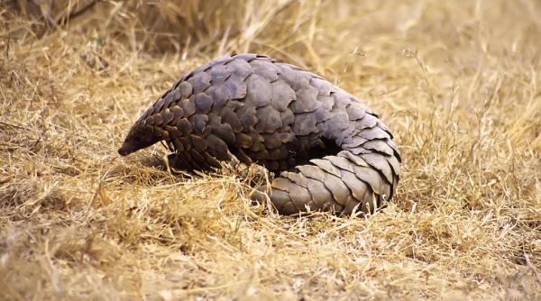 Transport clandestin de SOLZI de pangolin din RD Congo spre România, depistat la Istanbul