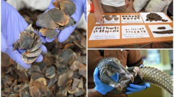 Diplomat român, cercetat pentru implicarea în transportul ilegal de MILIOANE de EURO a solzilor de pangolin. Poziția MAE