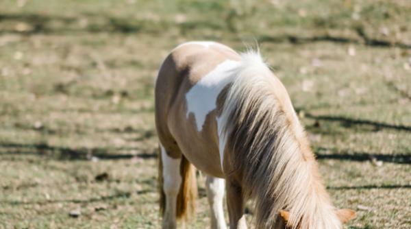 Gestul BARBAR al unor români dintr-un camping din FRANȚA: Au SACRIFICAT un PONEI ca să îl MĂNÂNCE