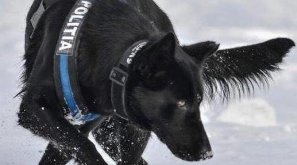 Oana Stănciulescu: Mai bine câine, decât polițist!