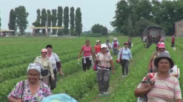 Mii de românce obligate să muncească şi să se prostitueze în fermele din Ragusa. Un român condamnat