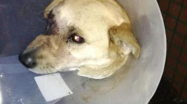 Reacția Poliției după ce unui câine i-a explodat o petardă în gură