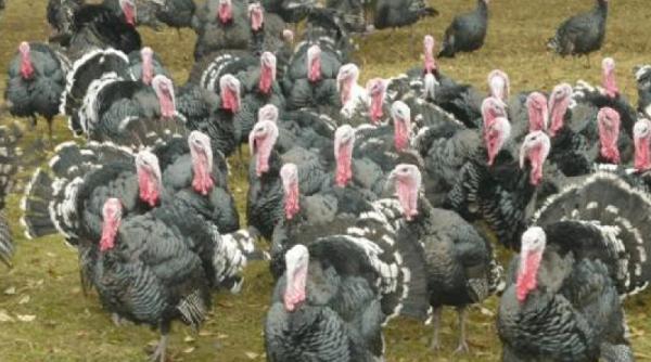 Atenție de unde cumpărați carne de curcan! Polonia, lovită de focare de gripă aviară