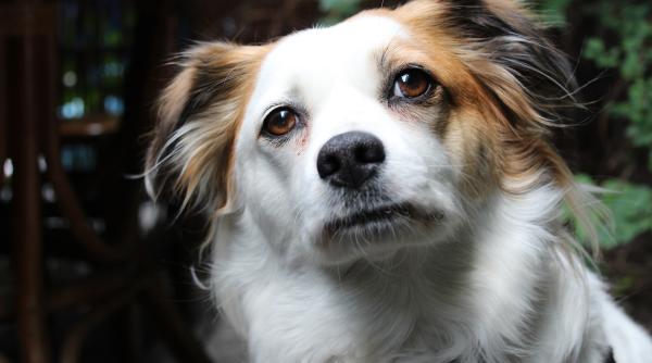 Doi câini împușcați în Iași. Autorul e căutat de polițiști