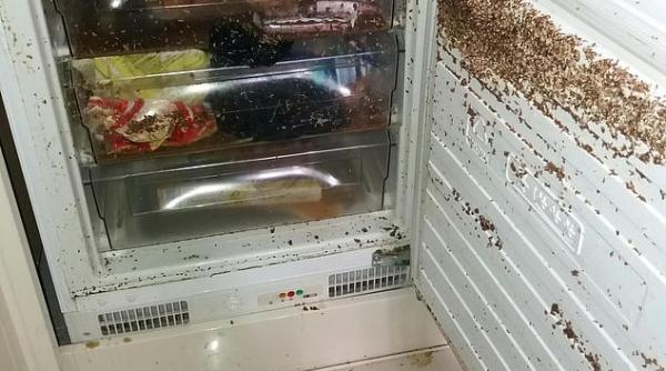 Marea Britanie: A lăsat casa plină de viermi și datorii de mii de lire. Chiriaș român, căutat în toată Europa