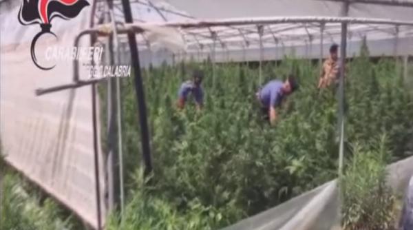 Operațiune de amploare a polițiștilor italieni: peste 300 de KG de droguri confiscate. Doi români, arestați - VIDEO