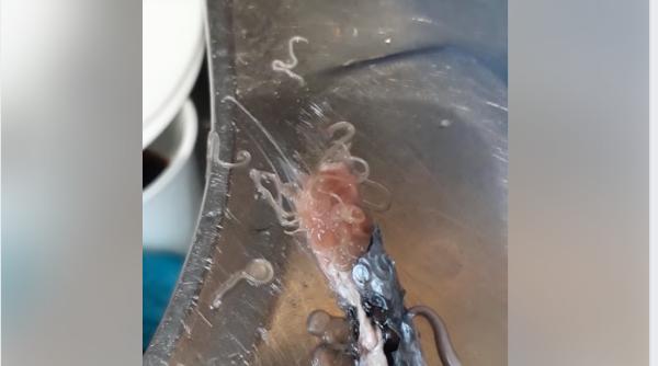 Spania. O româncă a cumpărat pește dintr-un supermarket. A fost șocată să vadă asta ieșind din el