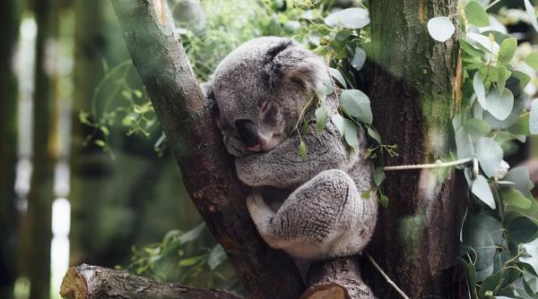 Australia. Zeci de koala ucişi de buldozere în urma unei operaţiuni de defrişare