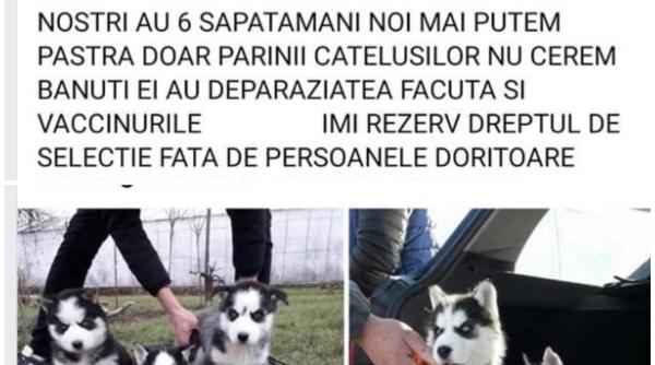 Escrocheria "Donez căței" face ravagii în Marea Britanie. Atenție, români! 