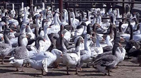 Armata de rațe chineze pleacă în misiune contra lăcustelor pakistaneze