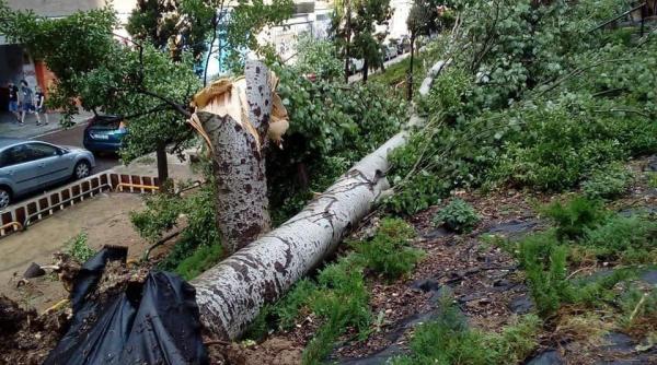 Paris: Vântul puternic a luat viața unui șofer. Copacul a căzut pe mașina în care se afla