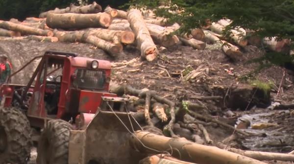 Brad. Pădurar, implicat în furtul a circa 1.400 de arbori din pădure