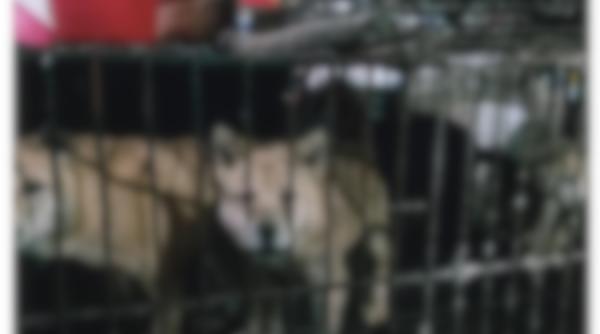 Piețele "umede" din China s-au redeschis: lilieci, câini și pisici sunt vândute din nou, în timp ce Beijingul sărbătoreşte "victoria" asupra coronavirusului