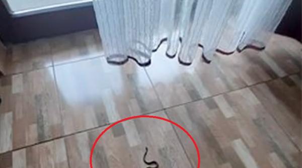 O româncă venită din Italia a găsit un şarpe în camera în care stătea în carantină