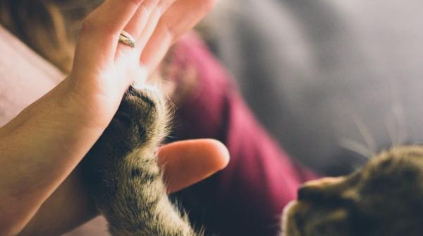 Medici: „Nu interacționați cu animalele de companie dacă aveți COVID-19!”