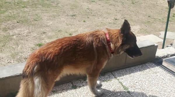 Italia. Povestea Stellei, câinele care a fugit să-și caute stăpânul mort la spital. A fost găsită ghemuită