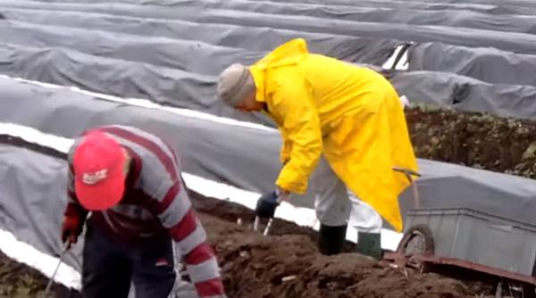 Germania. O româncă plecată la cules de sparanghel: „Vrem acasă! Nu vrem să murim aici pe capete!”