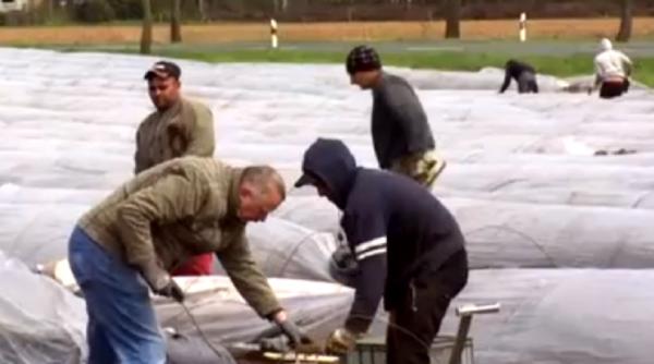 Germania. Un muncitor român la sparanghel spune că managerul i-a obligat pe oameni să plece: „Dați-i drumul!”