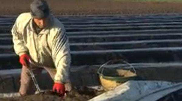 180 de români ajung azi în Germania, la sparanghel: „Vor fi cazați într-o cazarmă. Familiile vor locui împreună“